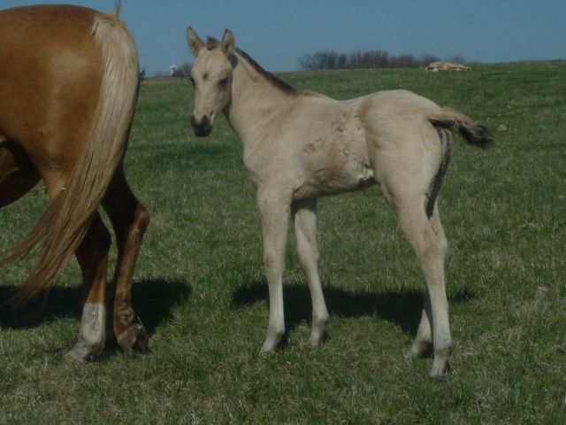 03/24/24 buckskin AQHA studSolanos Blakburn x Lady Tee Jae mare pedigree